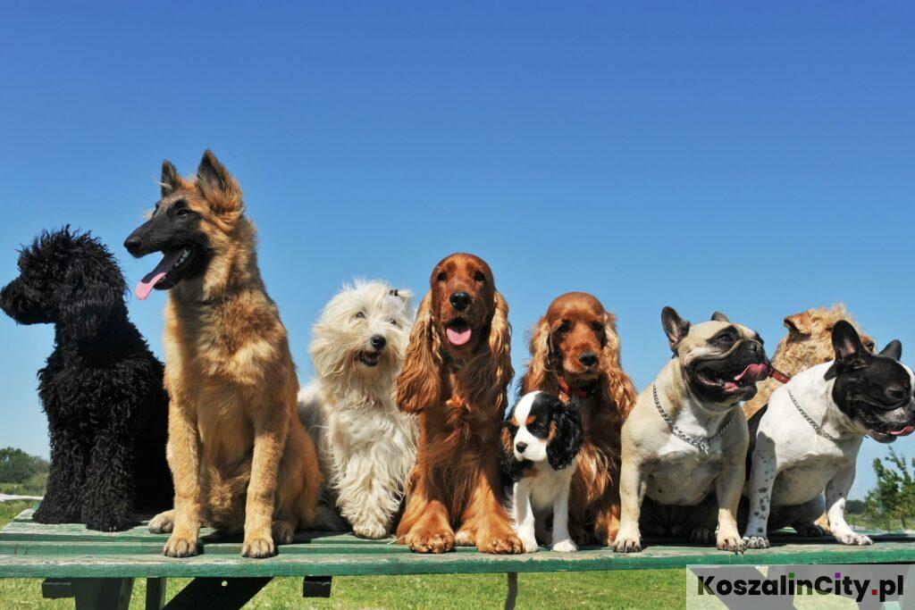 Najpopularniejsze rasy psów w Polsce