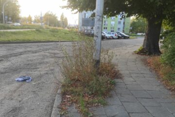 Zaniedbane i niekoszone trawniki miejskie w Koszalinie