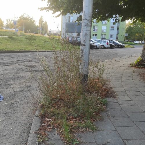 Zaniedbane i niekoszone trawniki miejskie w Koszalinie