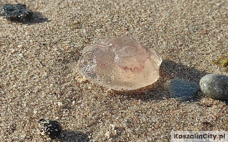 Meduzy w Morzu Bałtyckim - Chełbia Modra