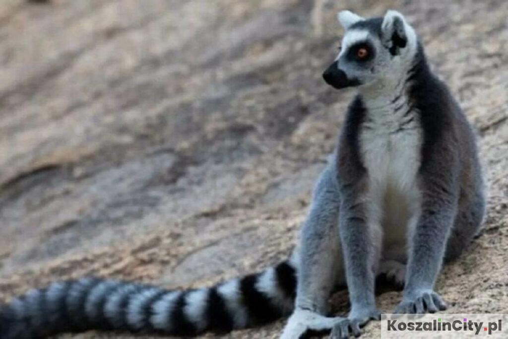 Zwierzęta w parku rozrywki w Zieleniewie