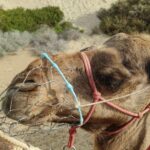 Camello Safari Dunas Maspalomas Gran Canaria