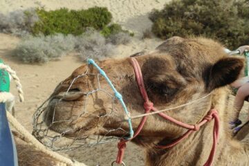 Camello Safari Dunas Maspalomas 🐪, czyli przejażdżki na wielbłądach w Maspalomas na Gran Canarii
