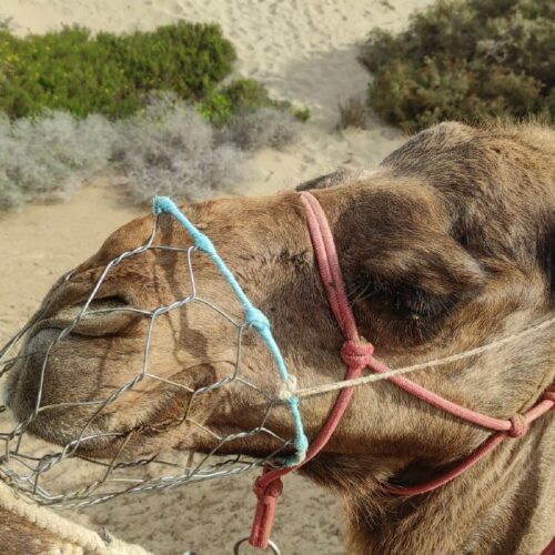 Camello Safari Dunas Maspalomas 🐪, czyli przejażdżki na wielbłądach w Maspalomas na Gran Canarii