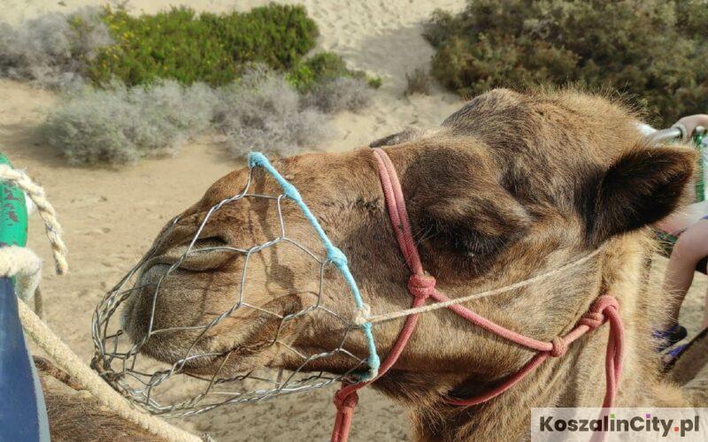 Camello Safari Dunas Maspalomas Gran Canaria