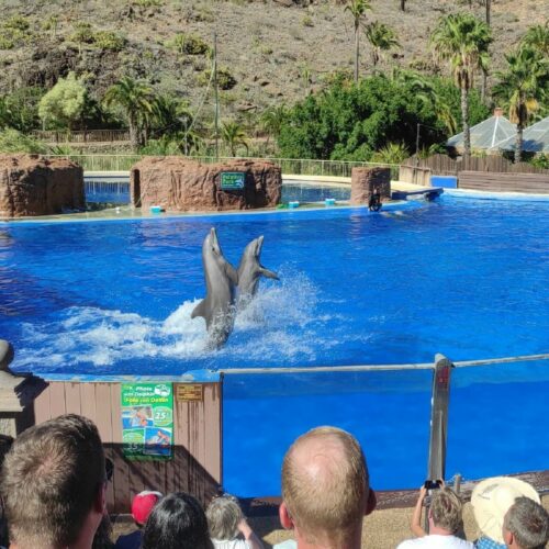Palmitos Park w Maspalomas, czyli zoo z delfinami na Gran Canarii 🐬