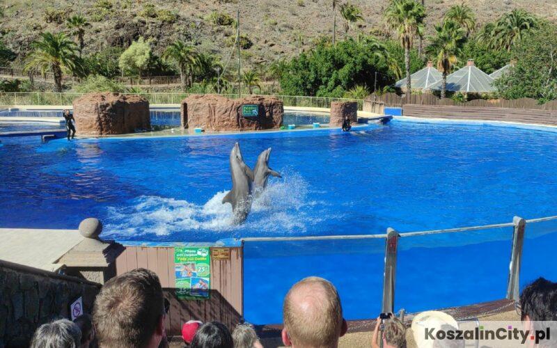 Palmitos Park Maspalomas Gran Canaria - pokazy delfinów