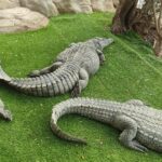 Park krokodyli na Gran Canarii
