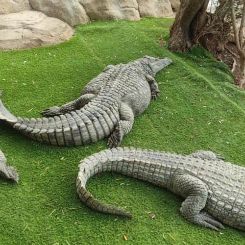 Cocodrilo Park na Gran Canarii, czyli azyl dla krokodyli i innych zwierząt w Aguimes 🐊