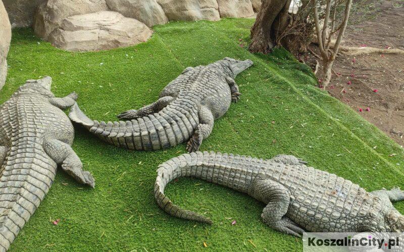 Park krokodyli na Gran Canarii