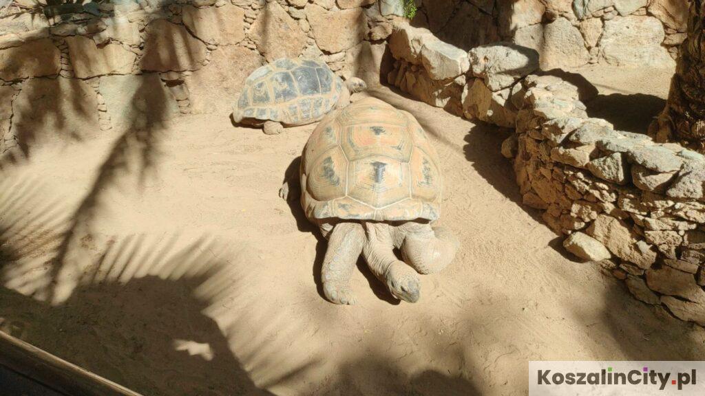 Żółw w Palmitos Park