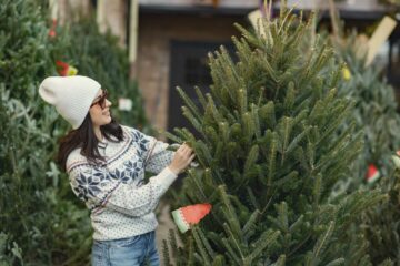 Żywe choinki w Koszalinie – gdzie kupić? 🎄