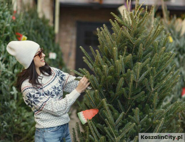 Żywe choinki w Koszalinie – gdzie kupić? 🎄