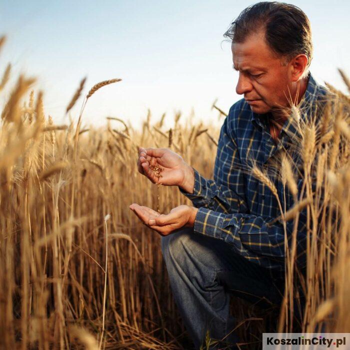 Rewolucja w składaniu deklaracji dla rolników i przetwórców. Od kwietnia 2026 roku tylko online
