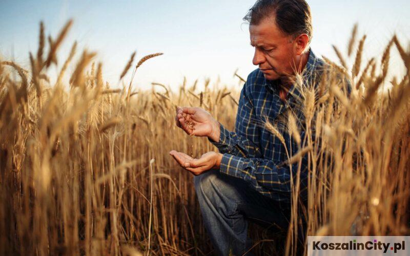 Rolnictwo w Koszalinie