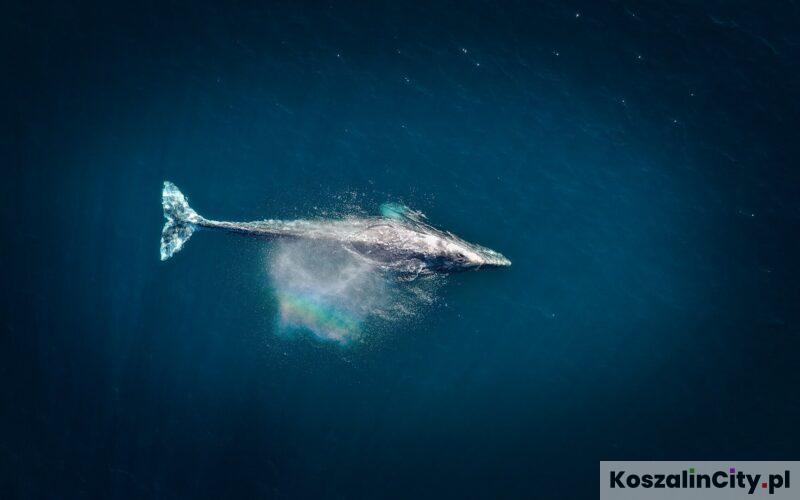 Wieloryb Humbak w Bałtyku