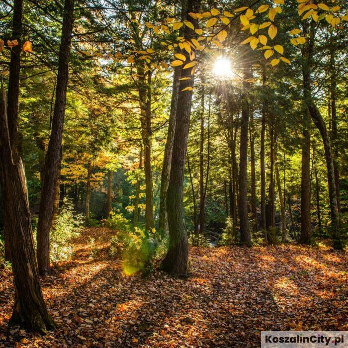 Młodzież z regionu sadzi lasy. W tym roku do ziemi trafi 72 tysiące drzew