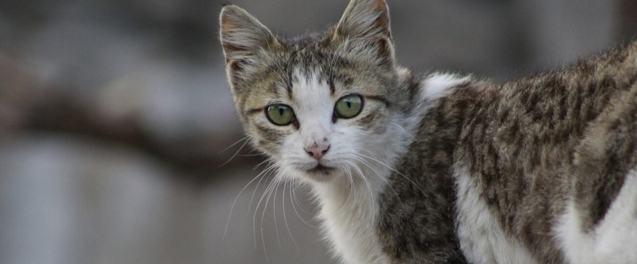 Koszalin ogranicza populację kotów wolno żyjących. Zrealizowano ponad 100 zabiegów