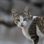 Bezpłatna kastracja i sterylizacja kotów wolno żyjących w Koszalinie – termin tylko do 14 listopada 2025