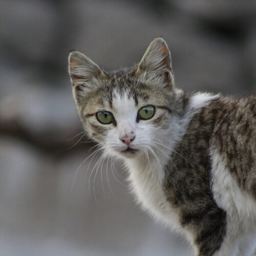 Koszalin ogranicza populację kotów wolno żyjących. Zrealizowano ponad 100 zabiegów