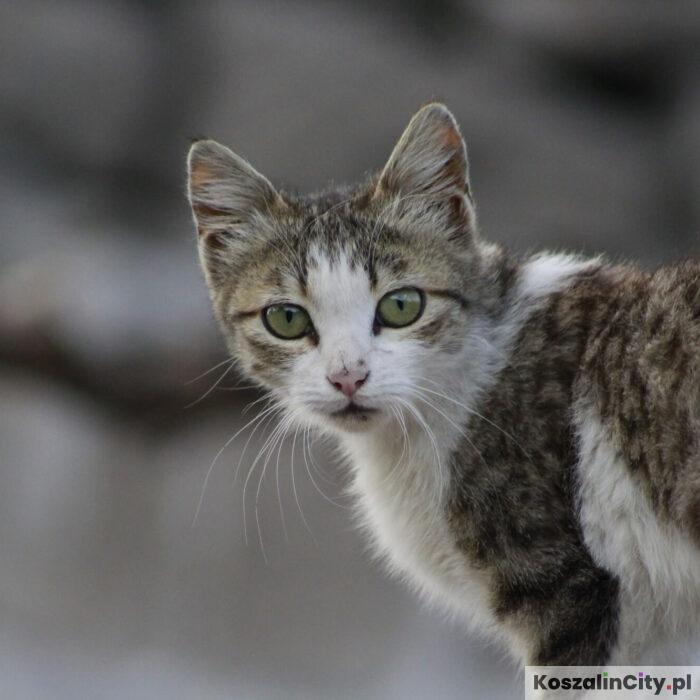 Koszalin ogranicza populację kotów wolno żyjących. Zrealizowano ponad 100 zabiegów