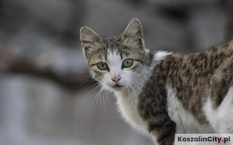 Darmowa sterylizacja kotów w Koszalinie