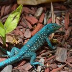 EXOTICARIUM w Koszalinie. Już wkrótce targi egzotycznych zwierzęt z całego świata!