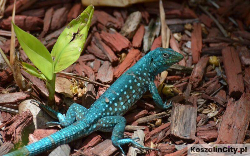 Exoticarium Targi Zwierząt Egzotycznych w Koszalinie