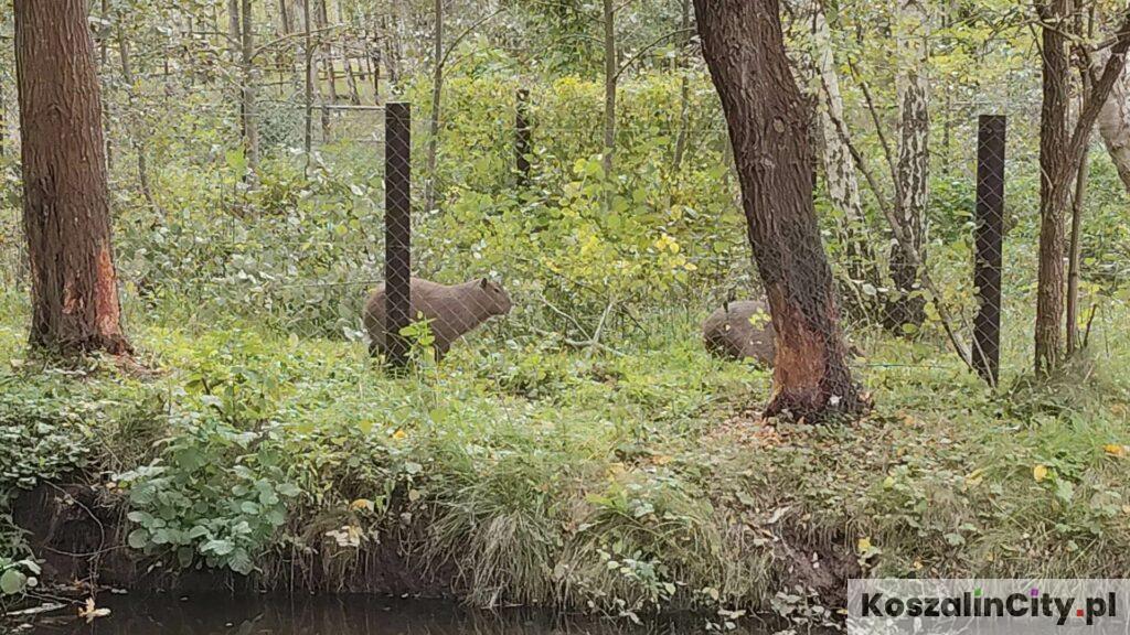 Kapibary w Zoo Charlotta koło Słupska