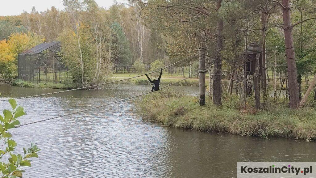 Małpy na wyspie w Dolinie Charlotty