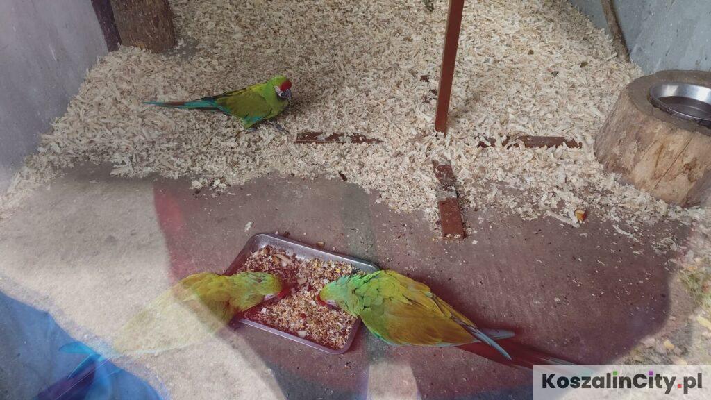 Papugi w zoo pod Słupskiem