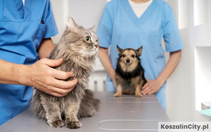 Świąteczna i nocna opieka weterynaryjna w Koszalinie
