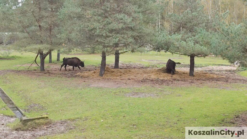 Zagroda żubrów pod Słupskiem