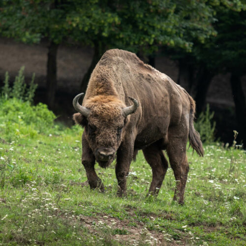 Zoo Charlotta i fokarium w Dolinie Charlotty w Strzelinku koło Słupska 🐪