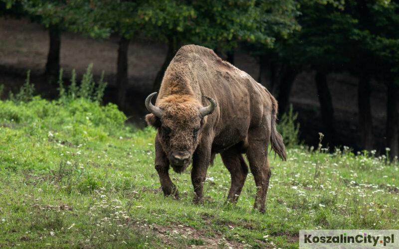 Zoo Charlotta w Dolinie Charlotty w Strzelinku koło Słupska - Ostoja żubrów