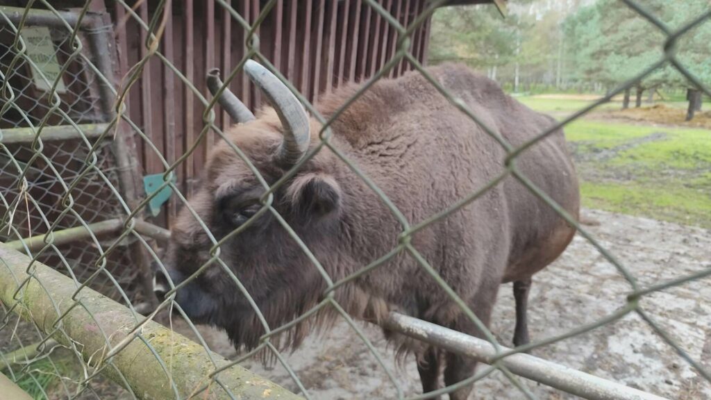Zubr w Zoo w Dolinie Charlotty koło Słupska