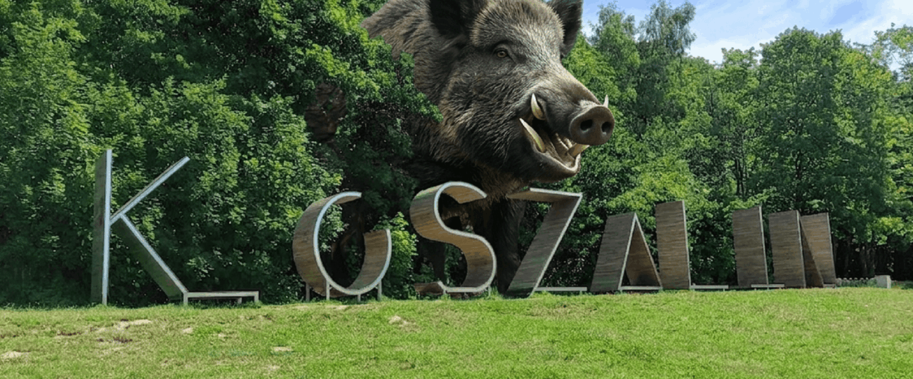 Mega Dzik widziany w Koszalinie! Czy to on odpowiada za zły stan dróg?