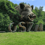 Mega Dzik widziany w Koszalinie! Czy to on odpowiada za zły stan dróg?