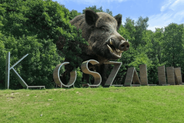 Mega Dzik widziany w Koszalinie! Czy to on odpowiada za zły stan dróg?