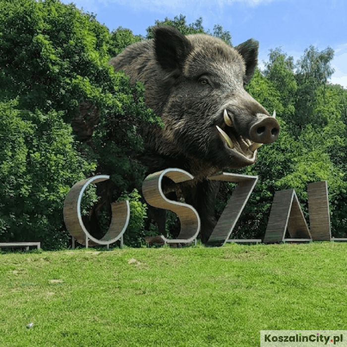 Mega Dzik widziany w Koszalinie! Czy to on odpowiada za zły stan dróg?