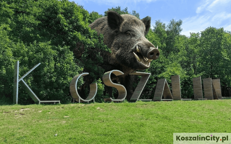 Mega Dzik w Koszalinie - Góra Chełmska